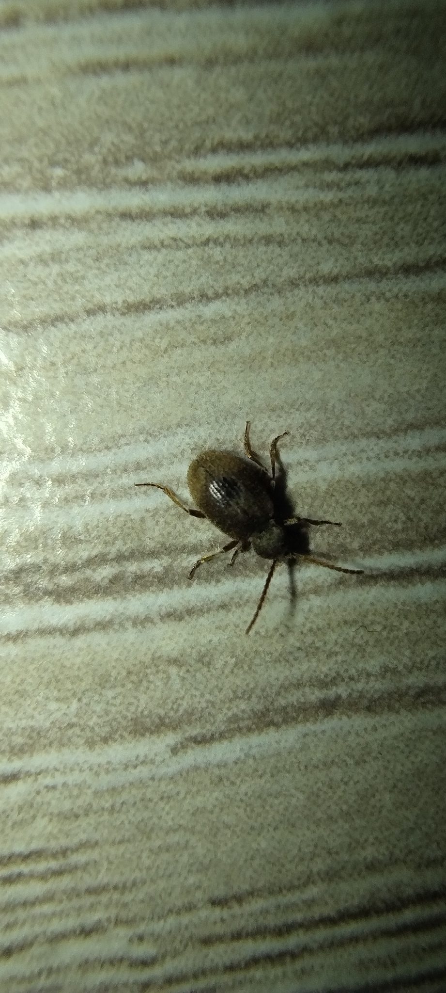 Ptinus tectus