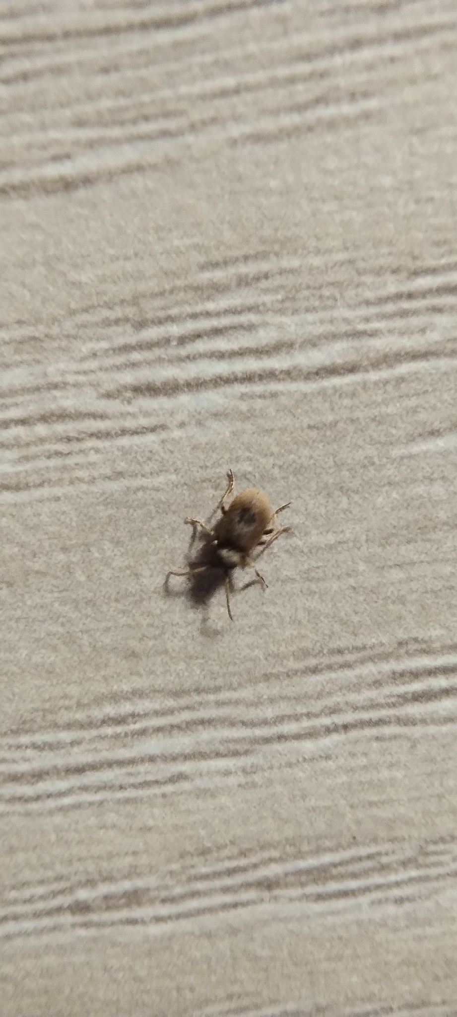 Ptinus tectus