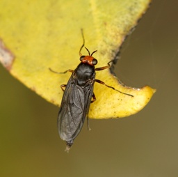 Inopus rubriceps