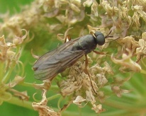 Inopus rubriceps