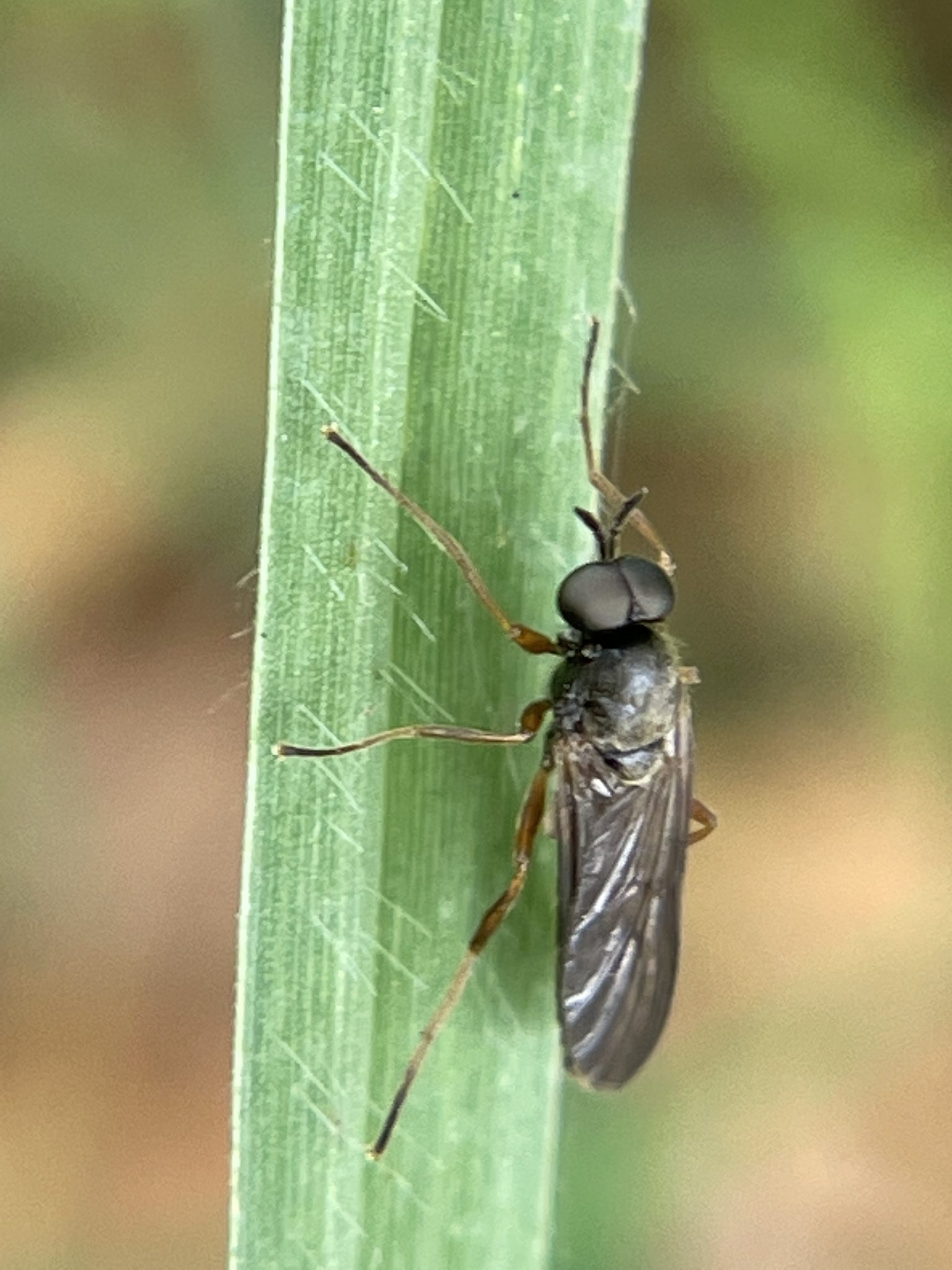 Inopus rubriceps