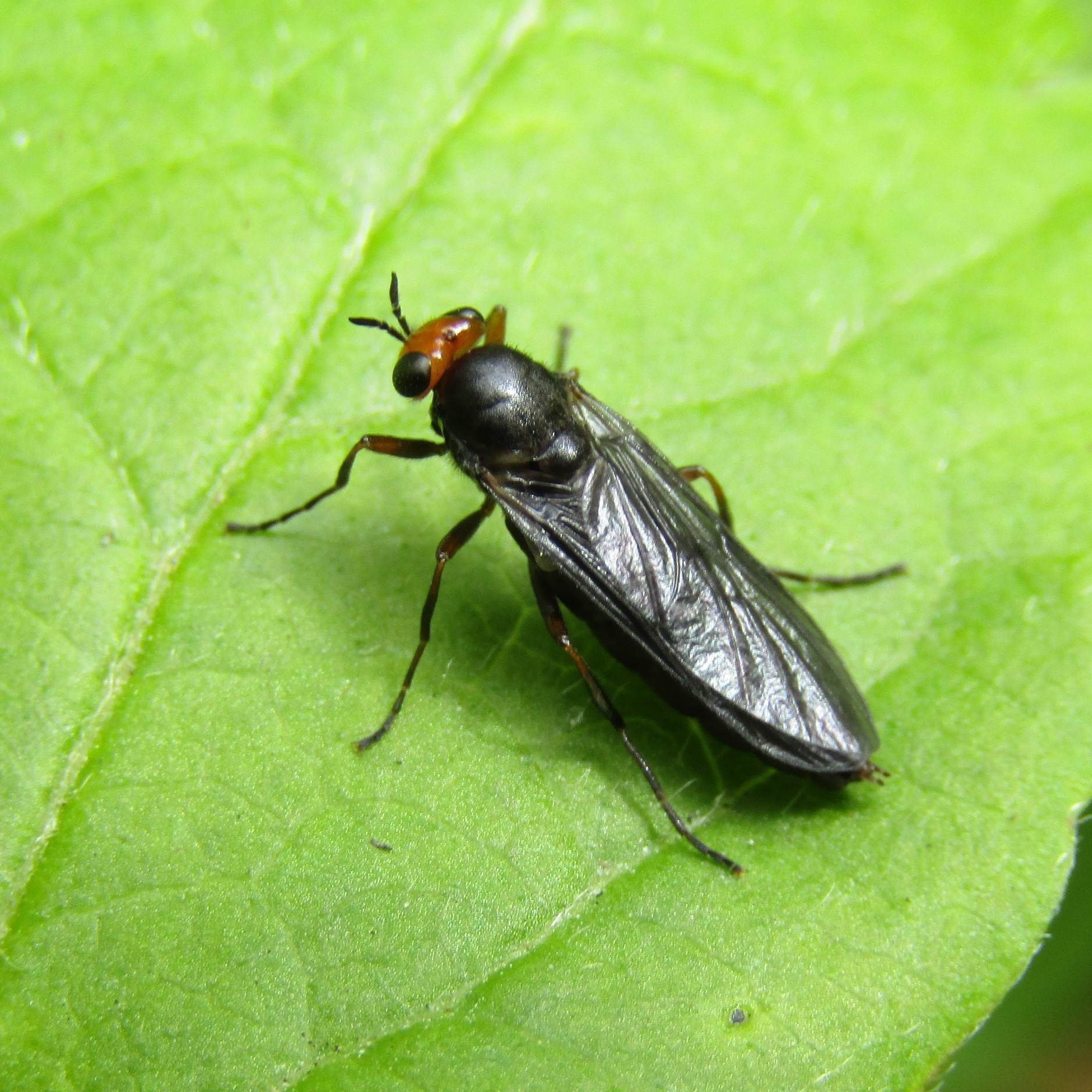Inopus rubriceps