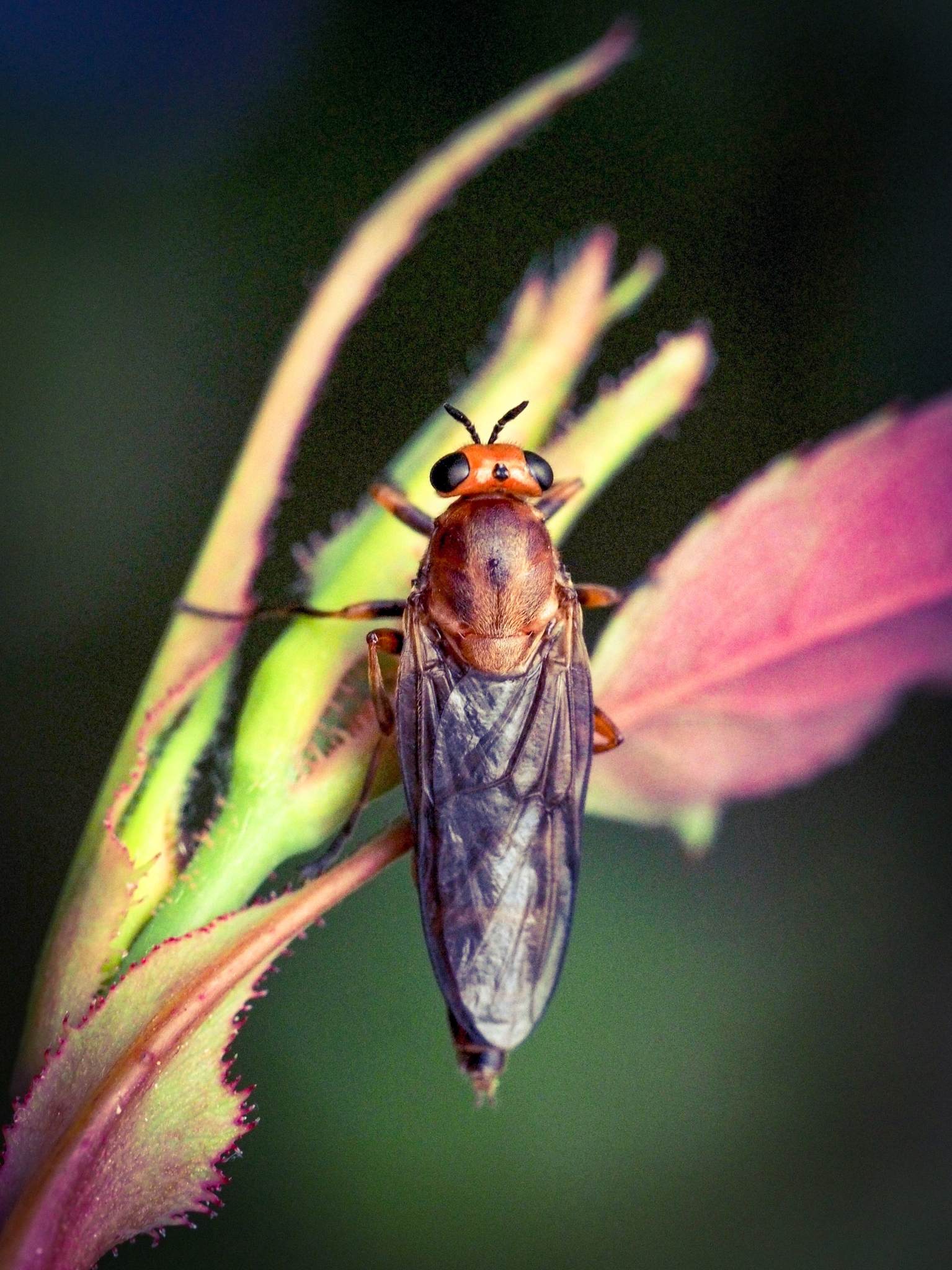 Inopus rubriceps