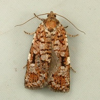 Choristoneura occidentalis