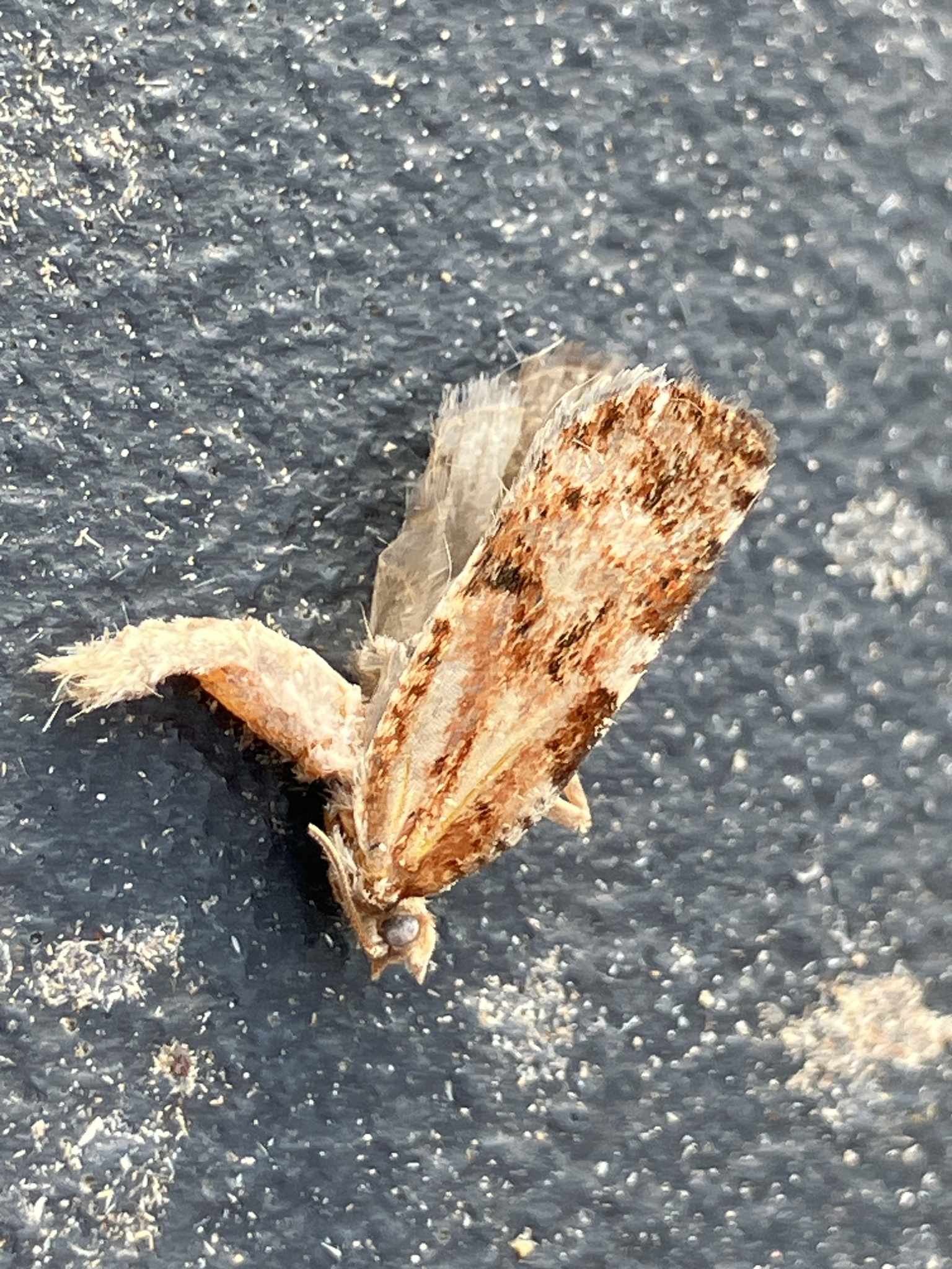 Choristoneura occidentalis
