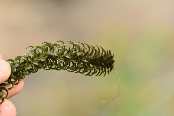 Lagarosiphon major