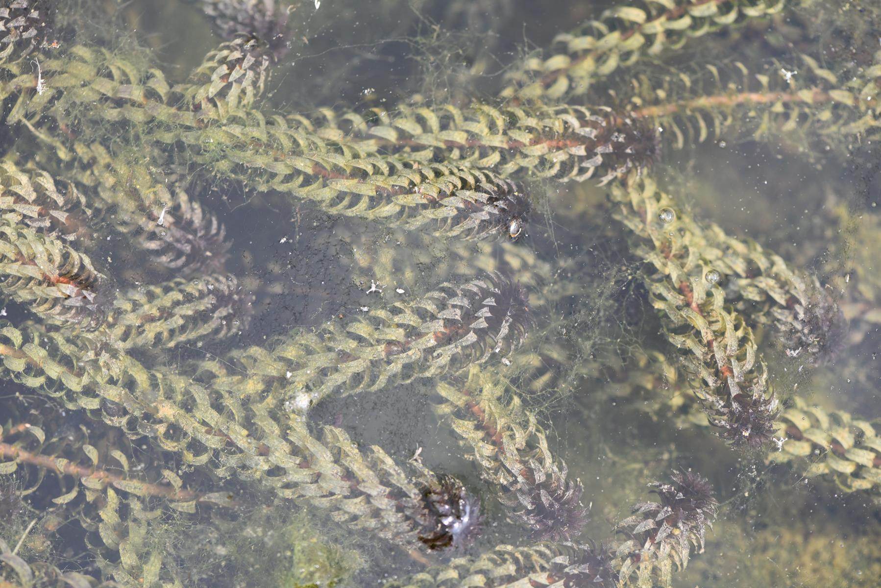Lagarosiphon major