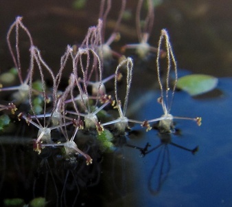 Lagarosiphon major