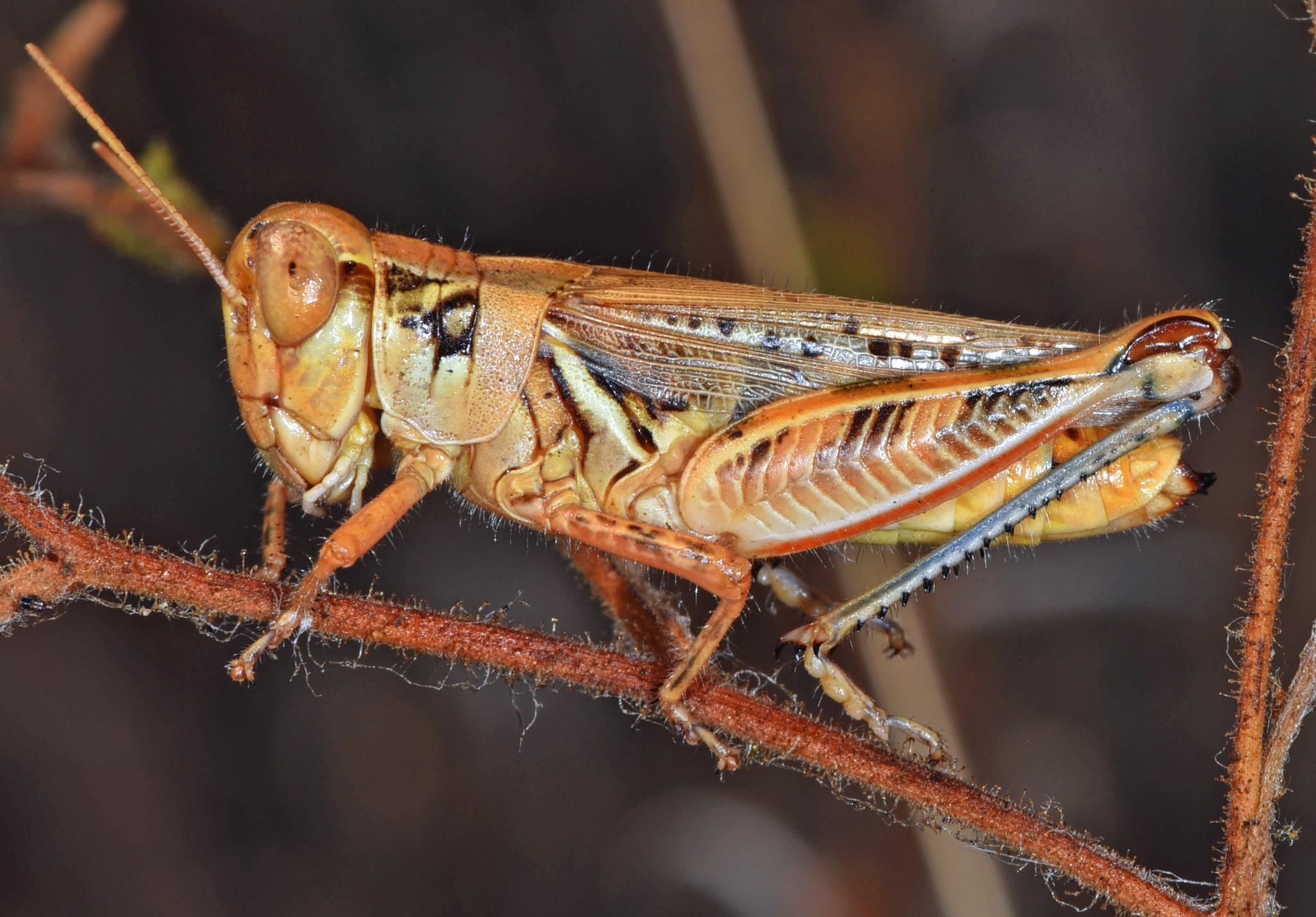 Melanoplus devastator
