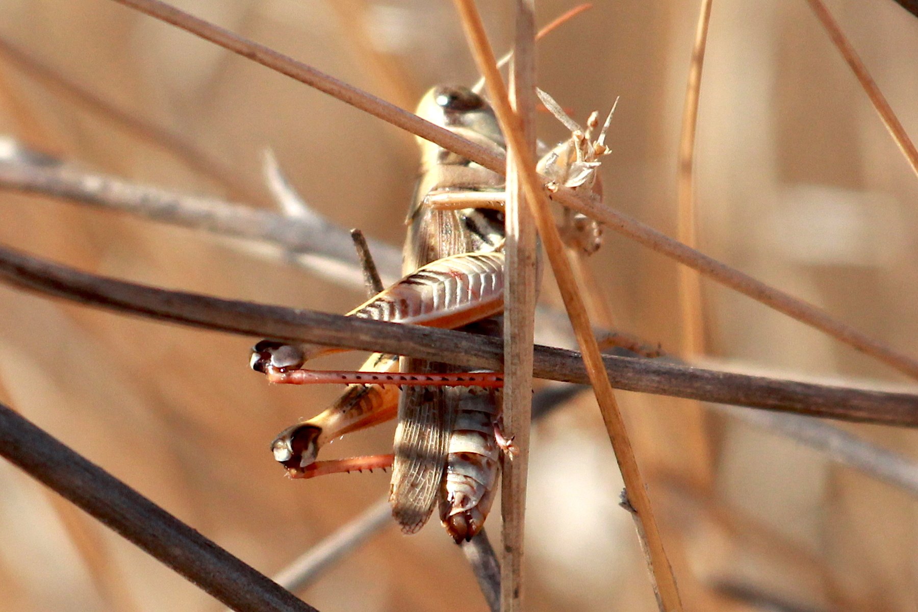 Melanoplus devastator