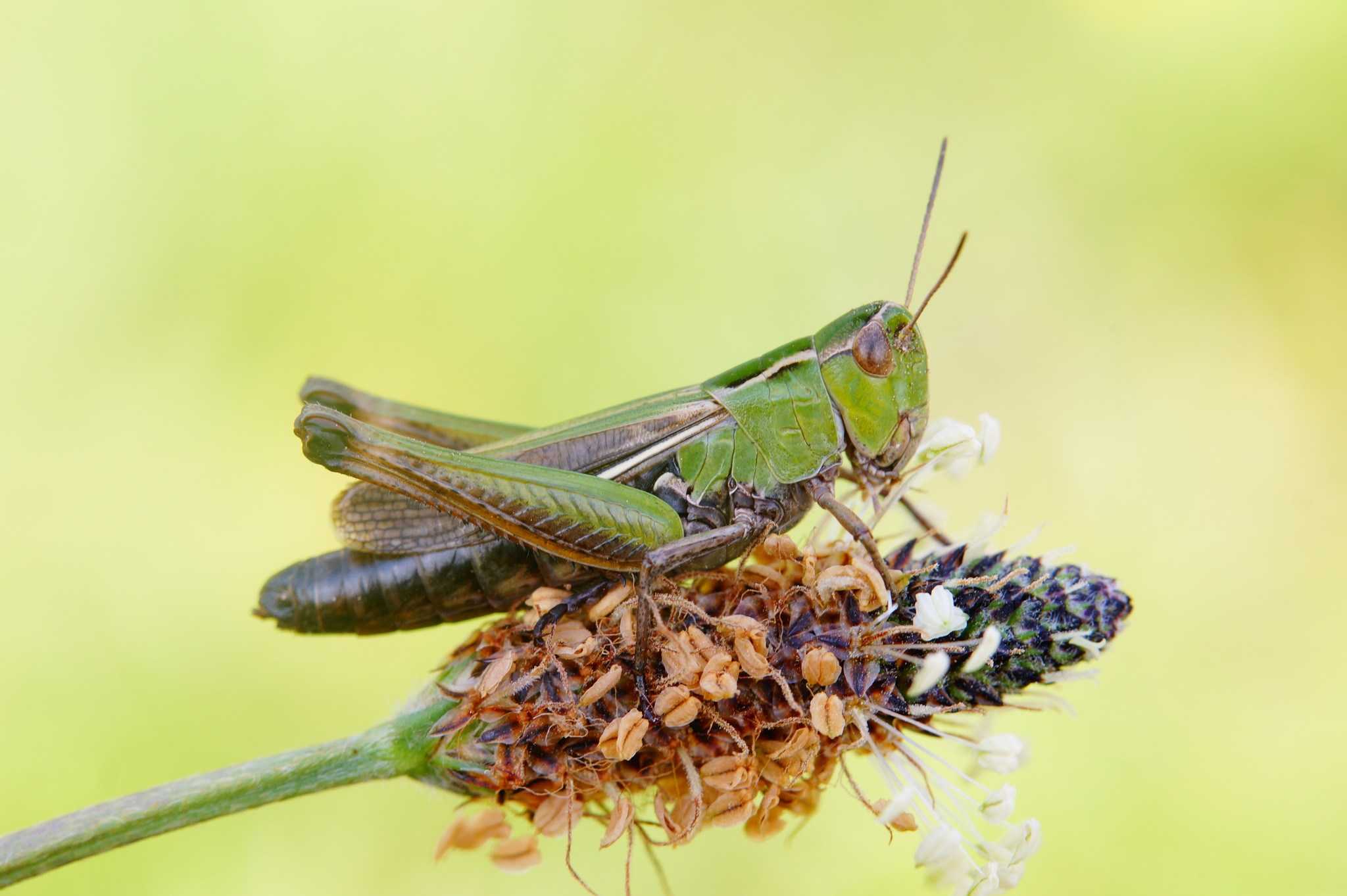Stenobothrus