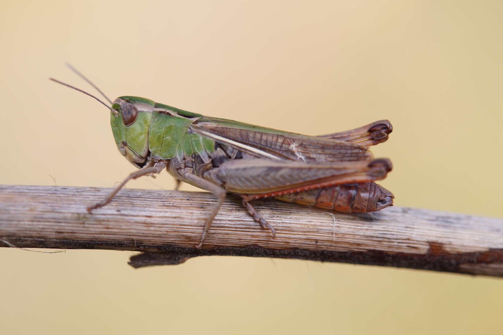 Stenobothrus
