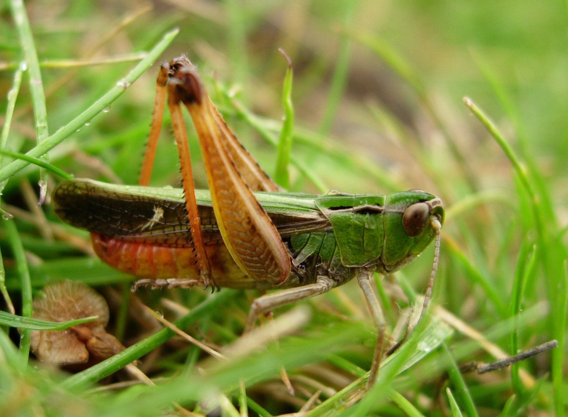 Stenobothrus