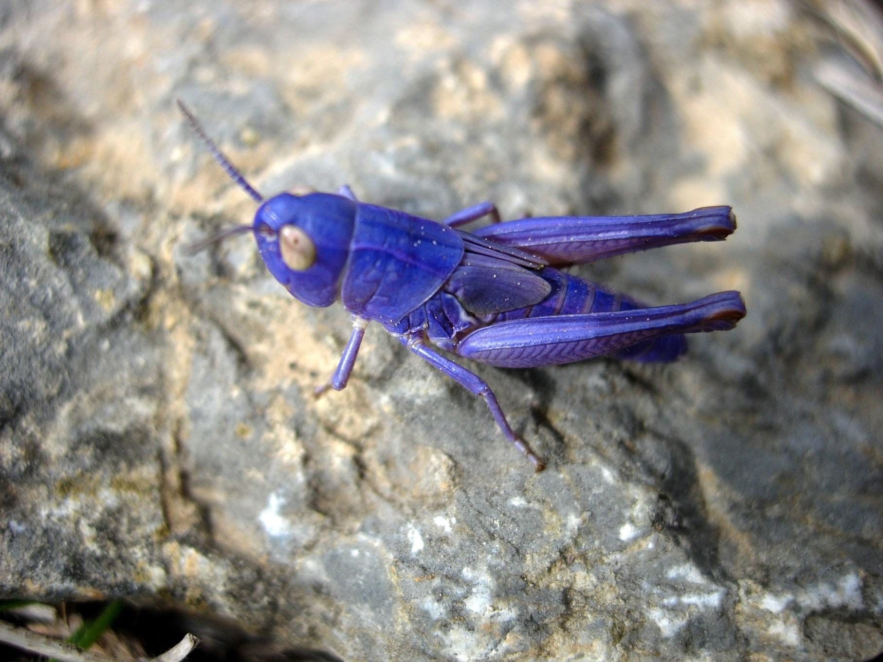 Stenobothrus