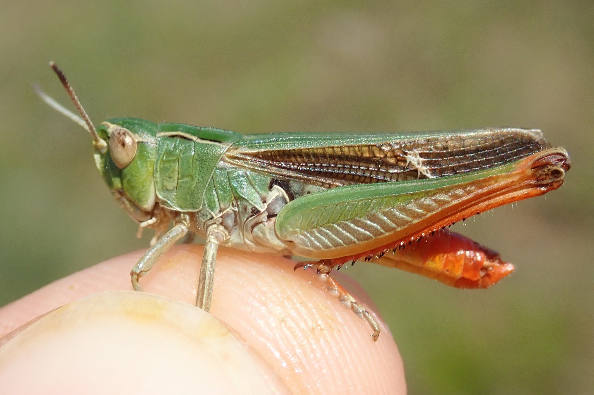 Stenobothrus
