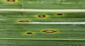 Leptosphaeria sacchari