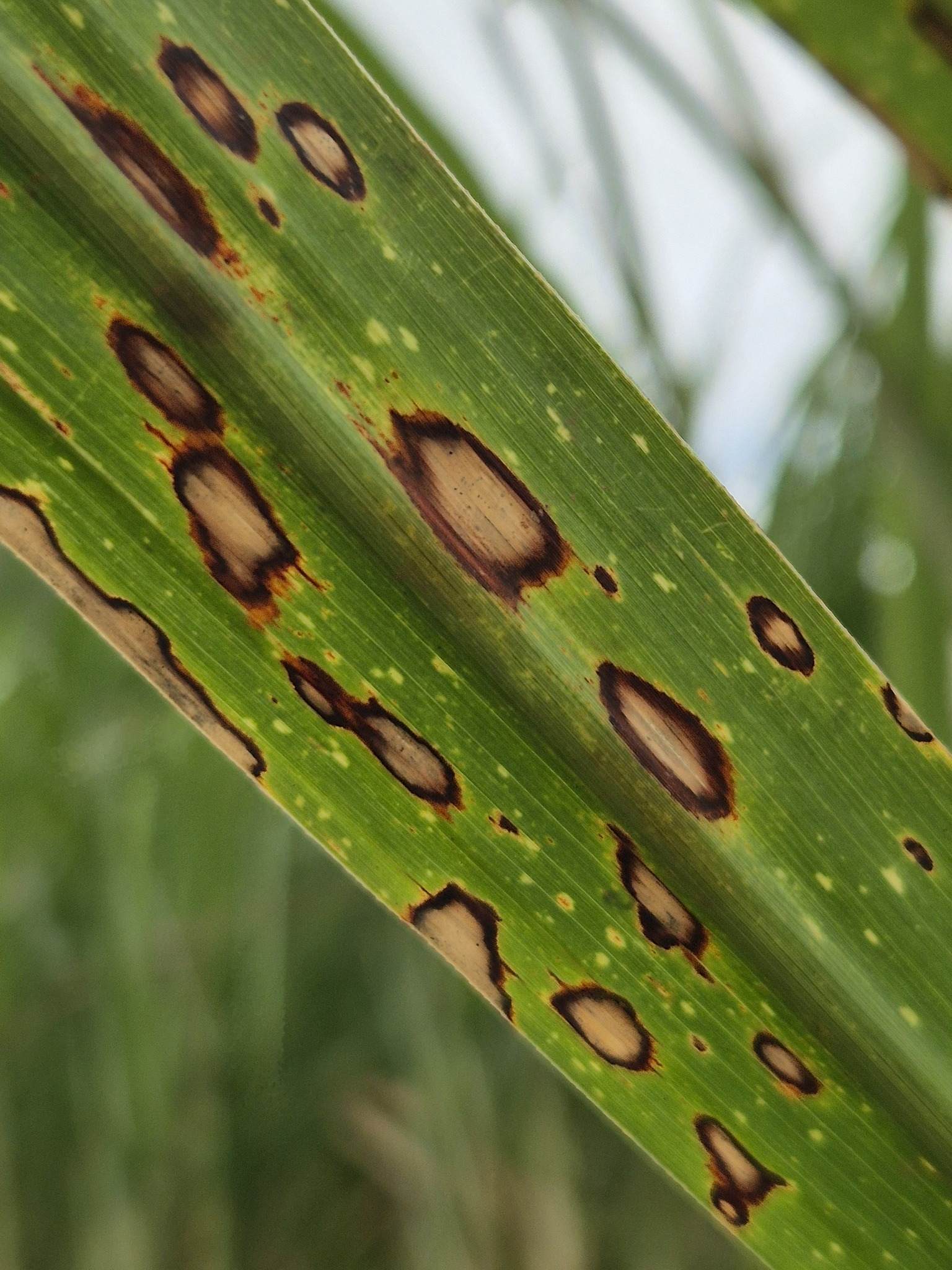 Leptosphaeria sacchari