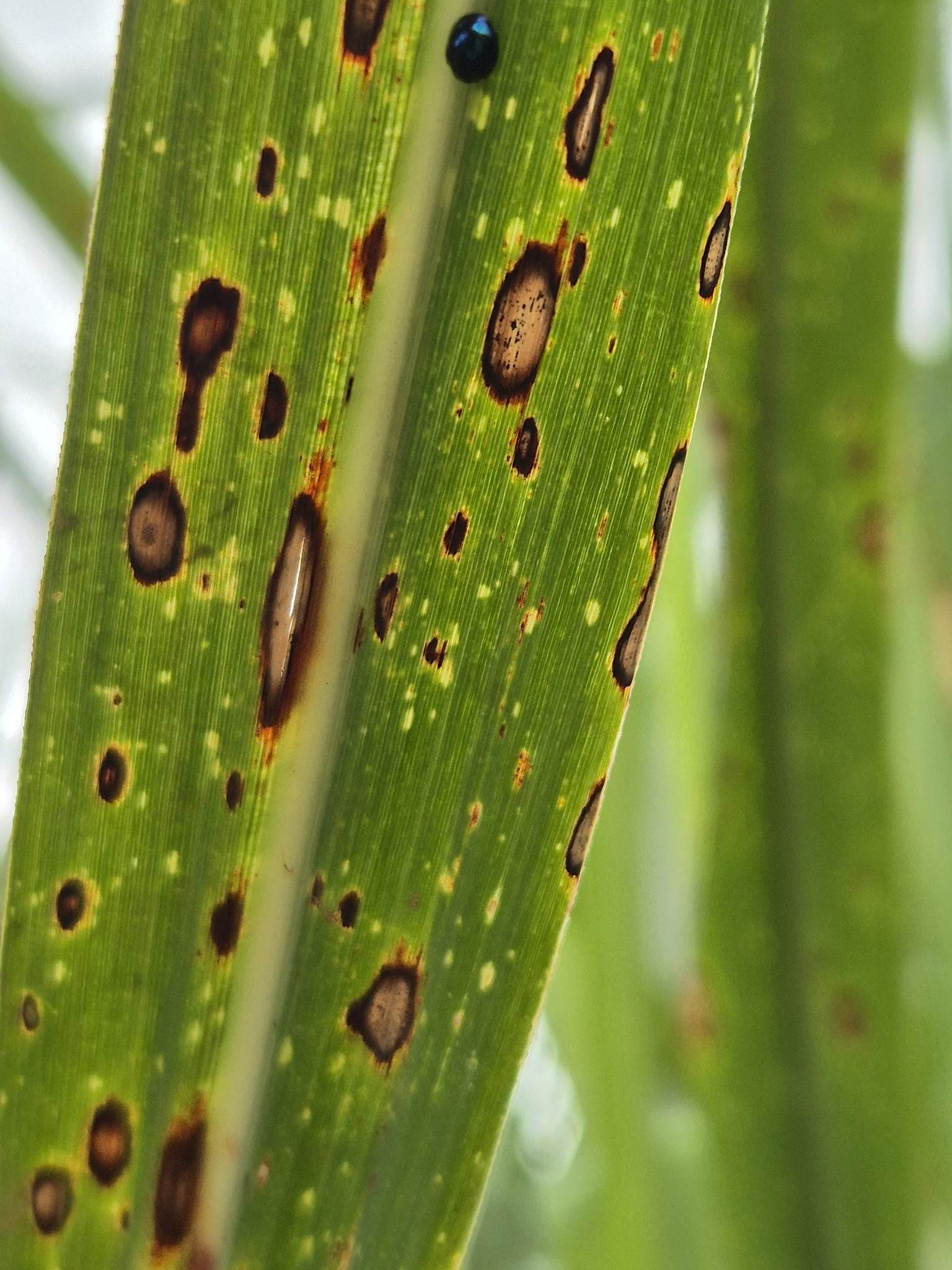 Leptosphaeria sacchari
