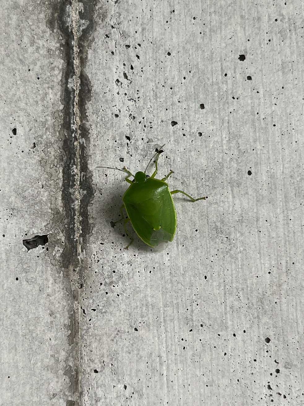 Glaucias subpunctatus