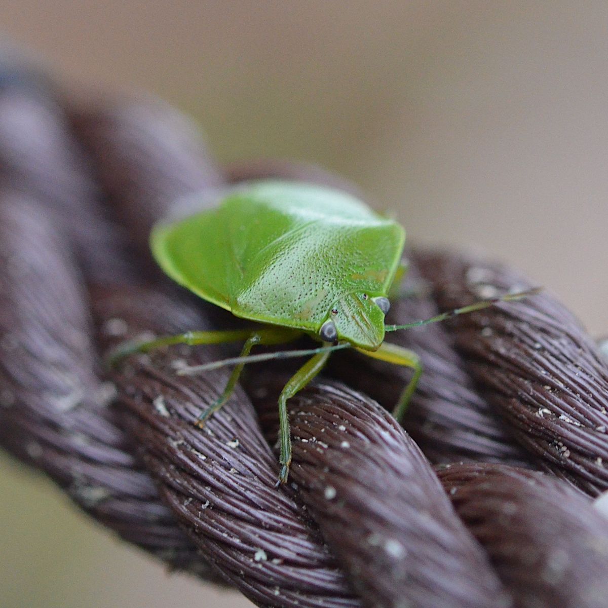 Glaucias subpunctatus