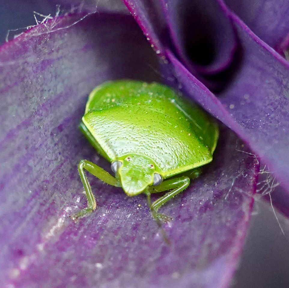 Glaucias subpunctatus