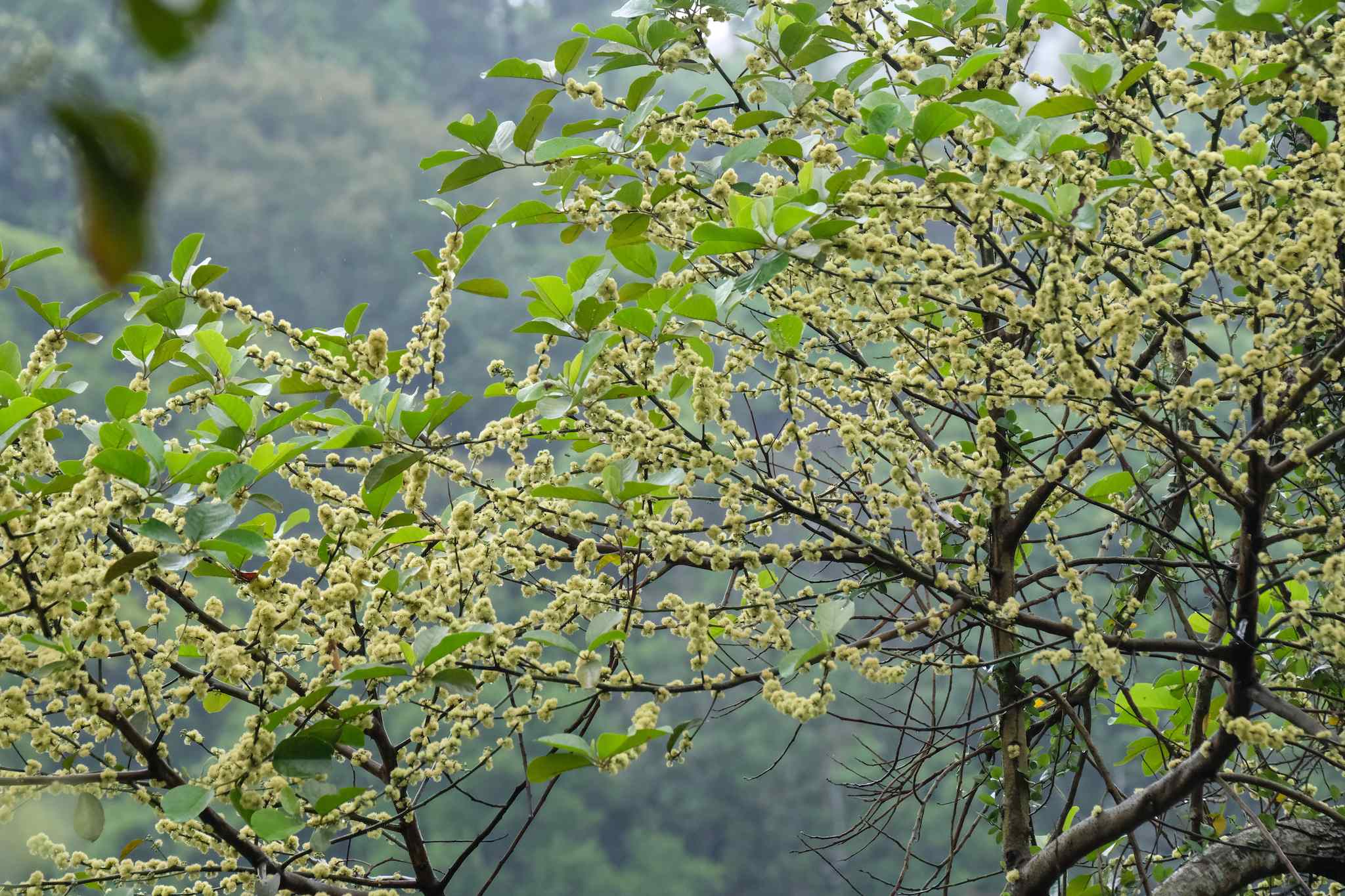 Litsea monopetala