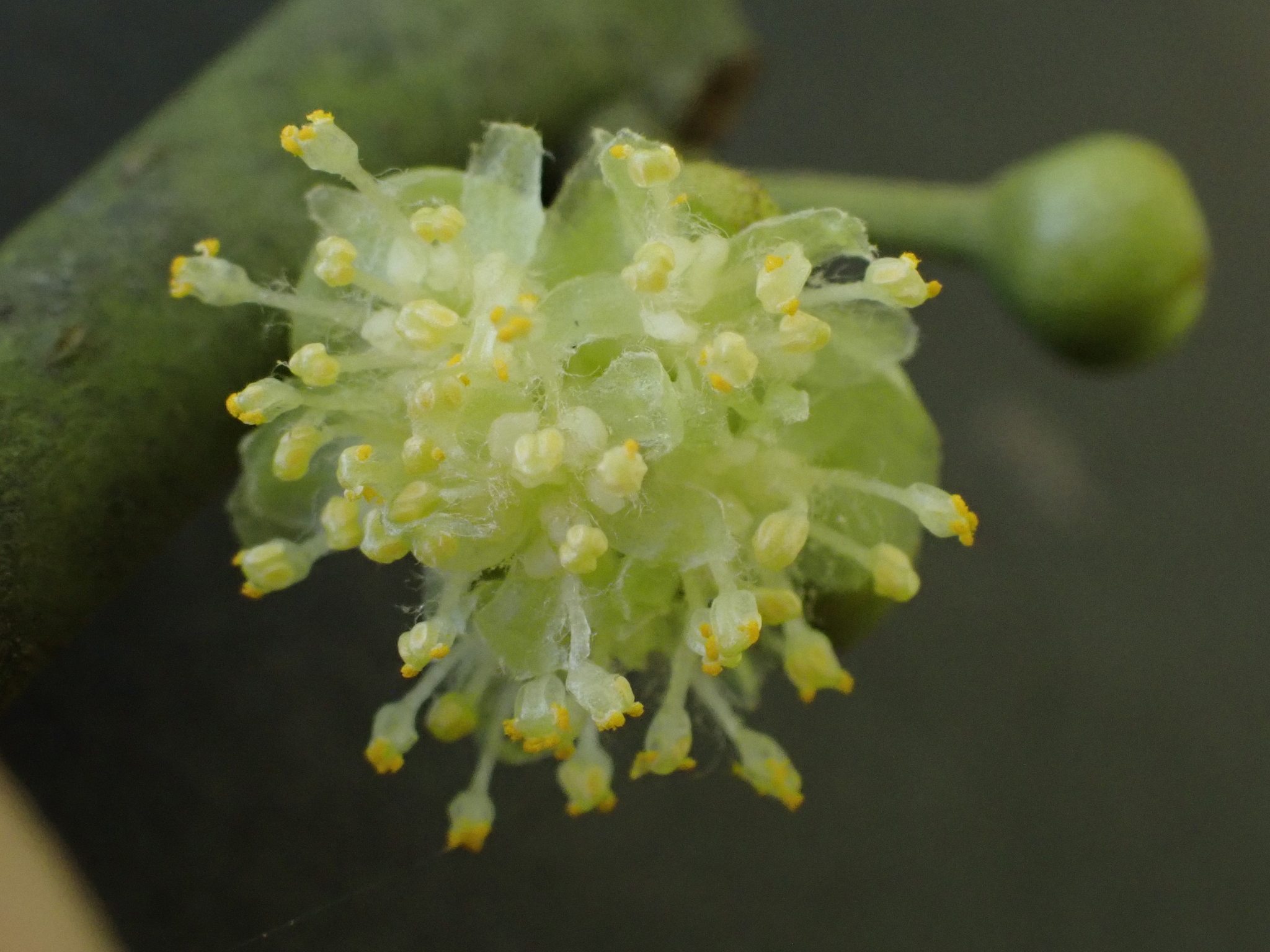 Litsea monopetala
