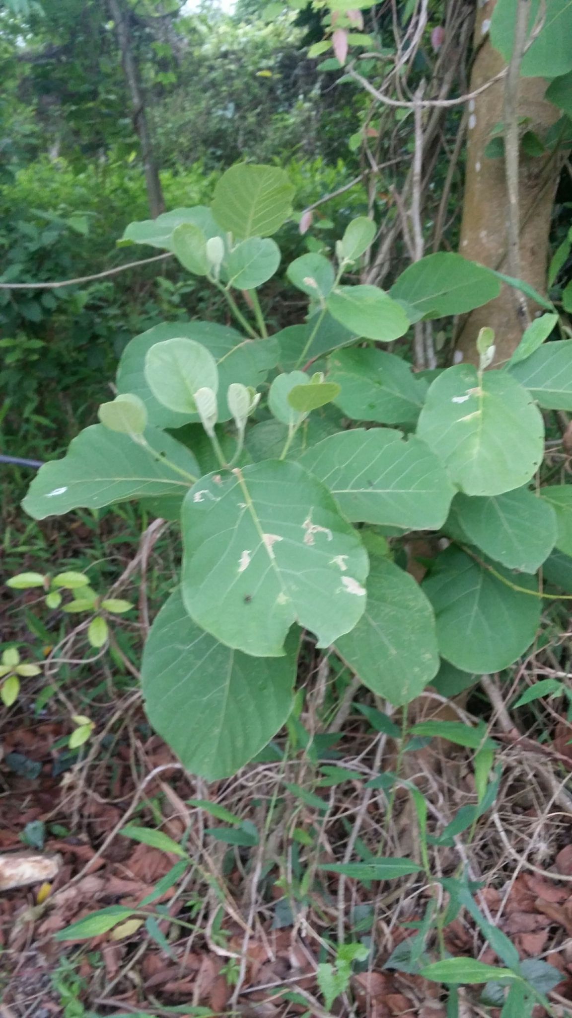 Litsea monopetala