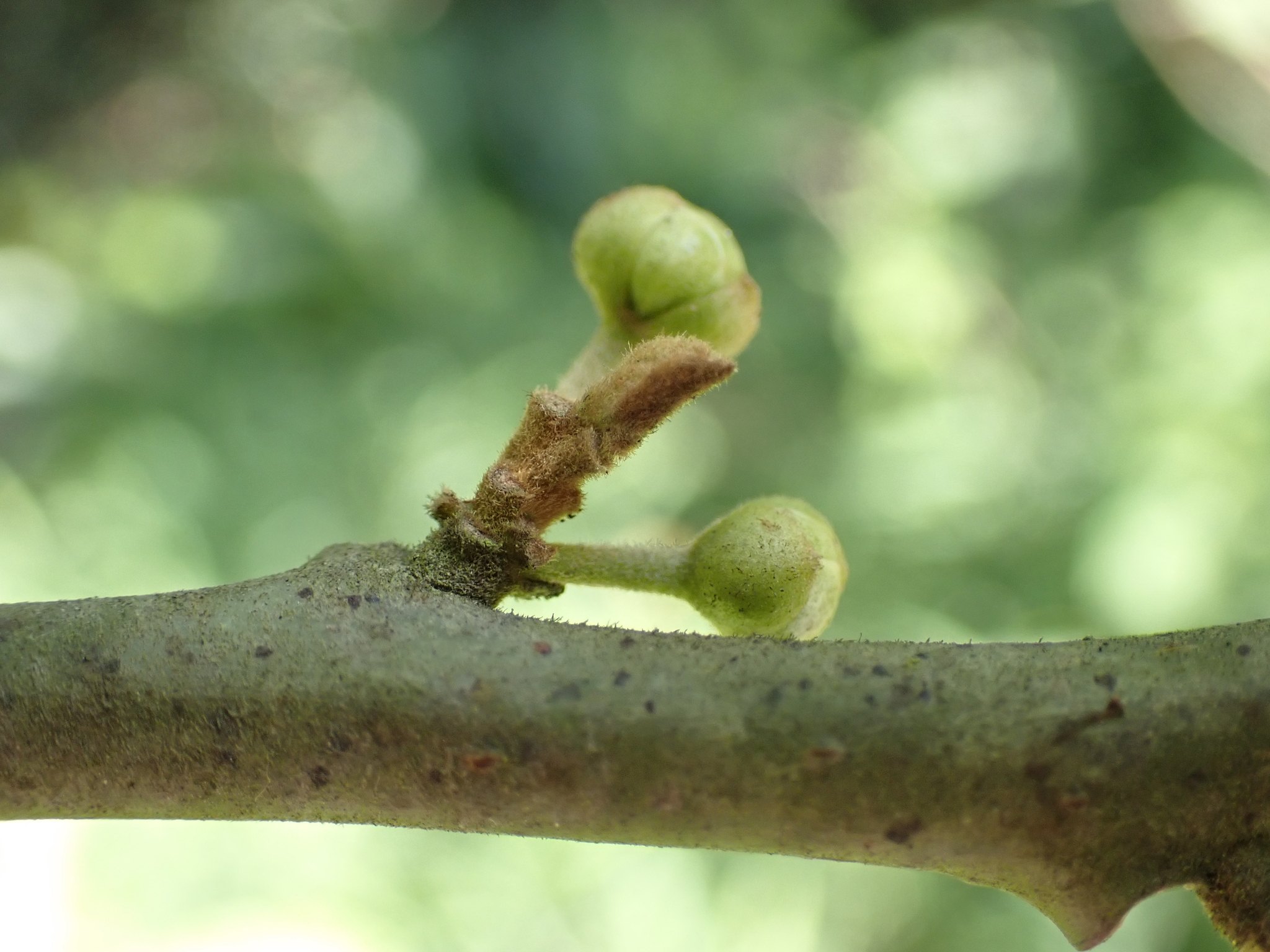 Litsea monopetala