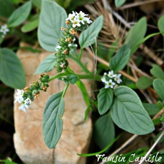 Heliotropium europaeum