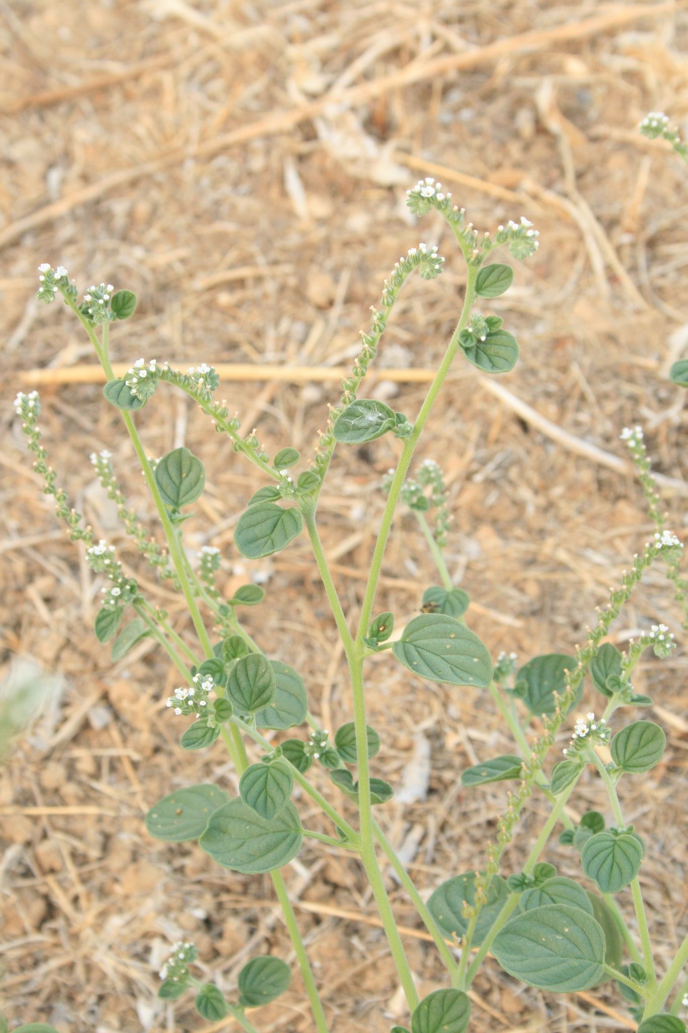 Heliotropium europaeum