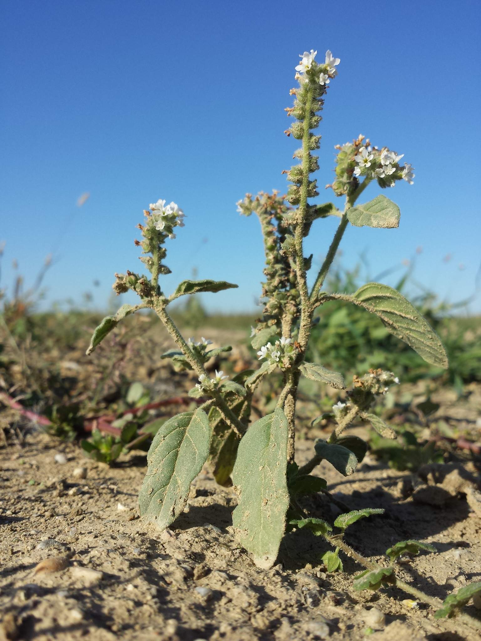 Heliotropium europaeum
