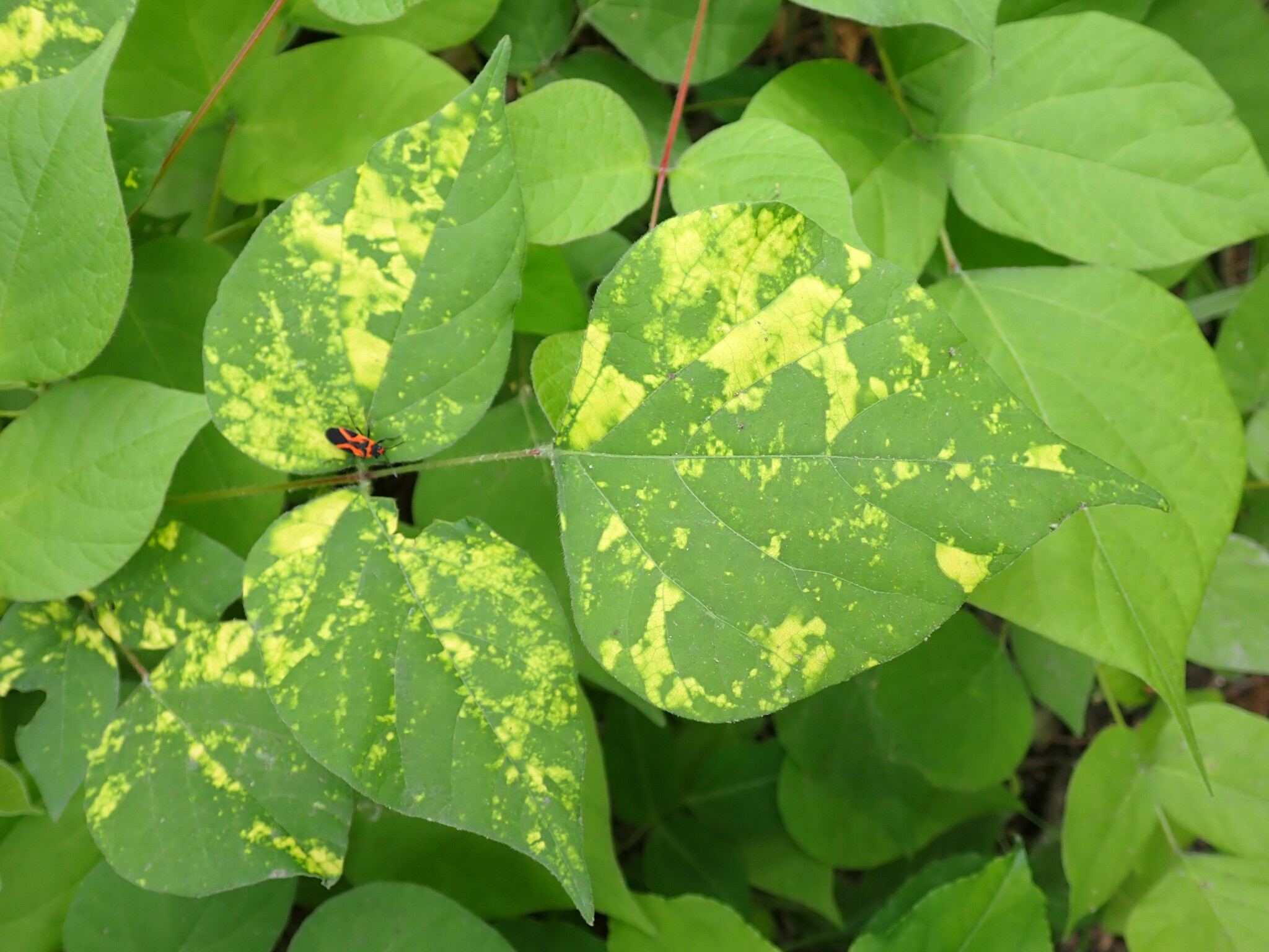Bean yellow mosaic virus