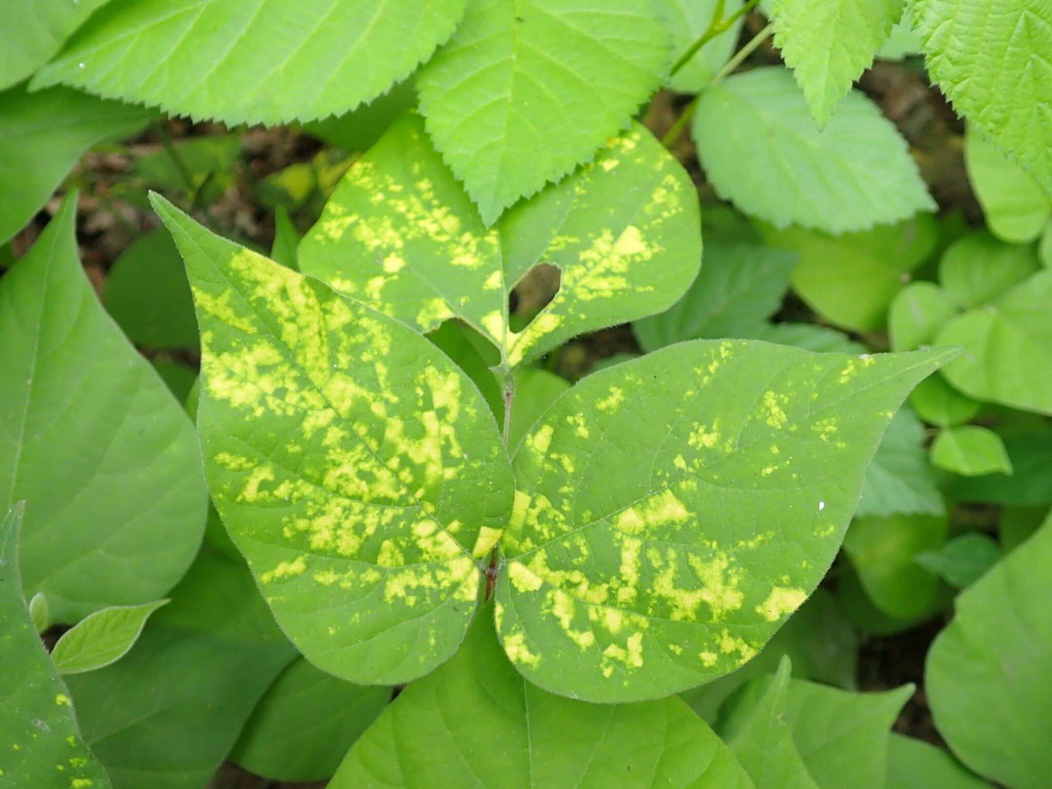 Bean yellow mosaic virus