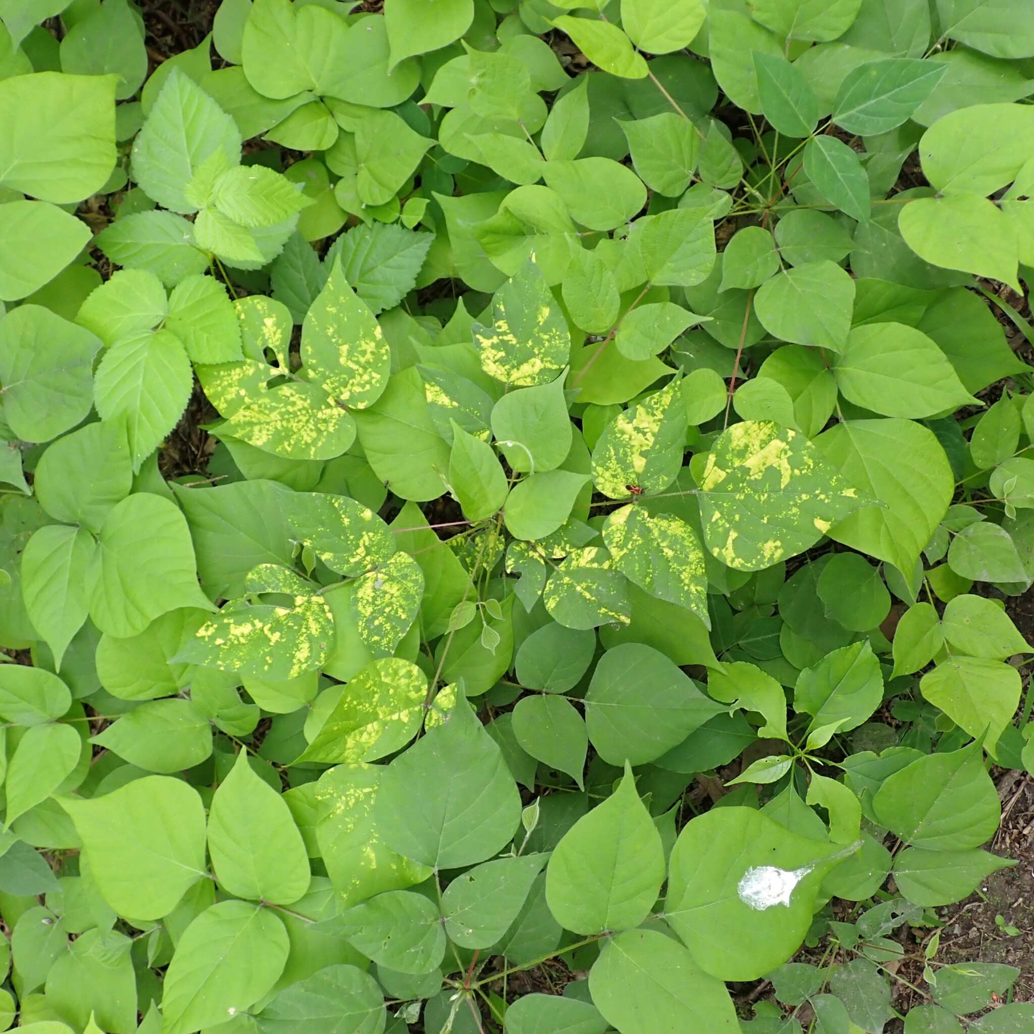 Bean yellow mosaic virus