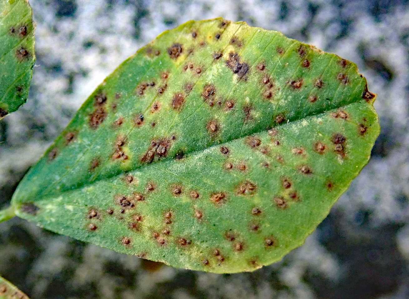 Uromyces striatus