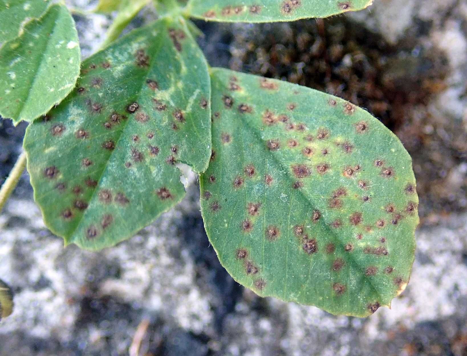 Uromyces striatus