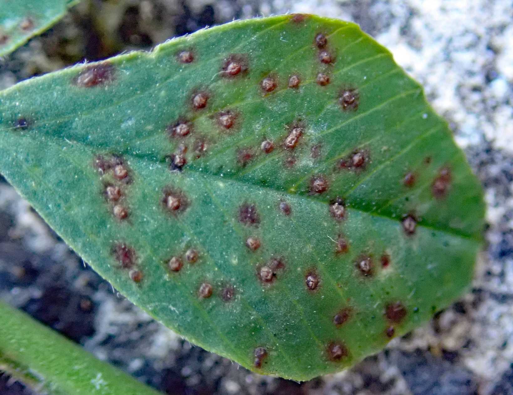 Uromyces striatus