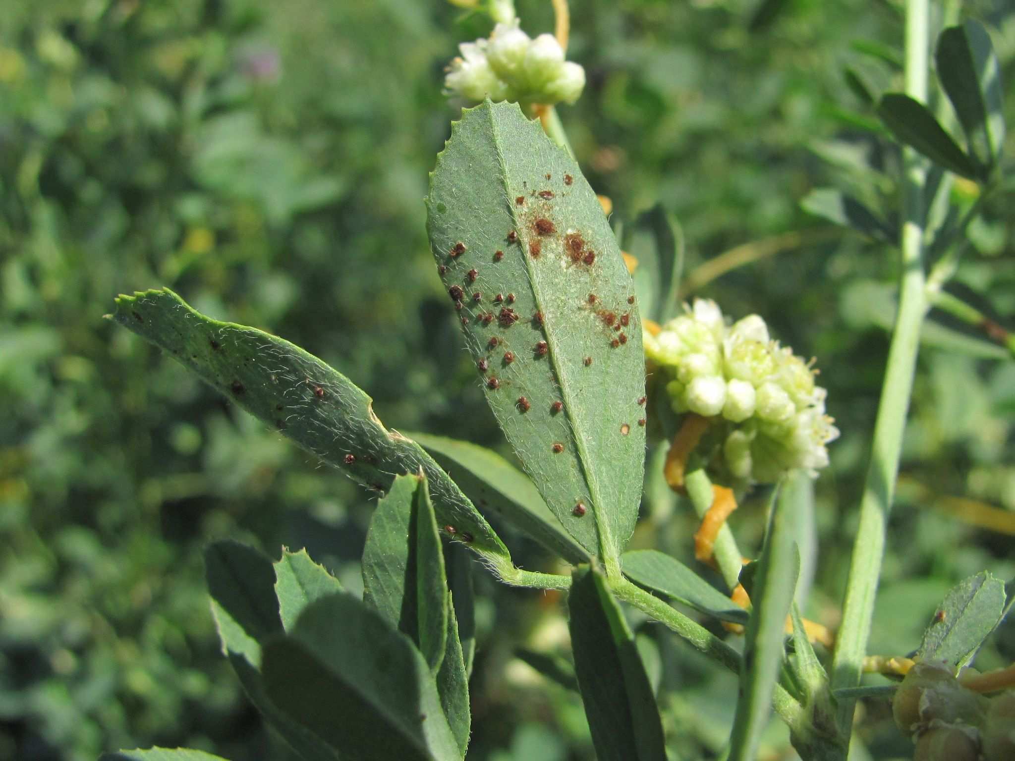 Uromyces striatus