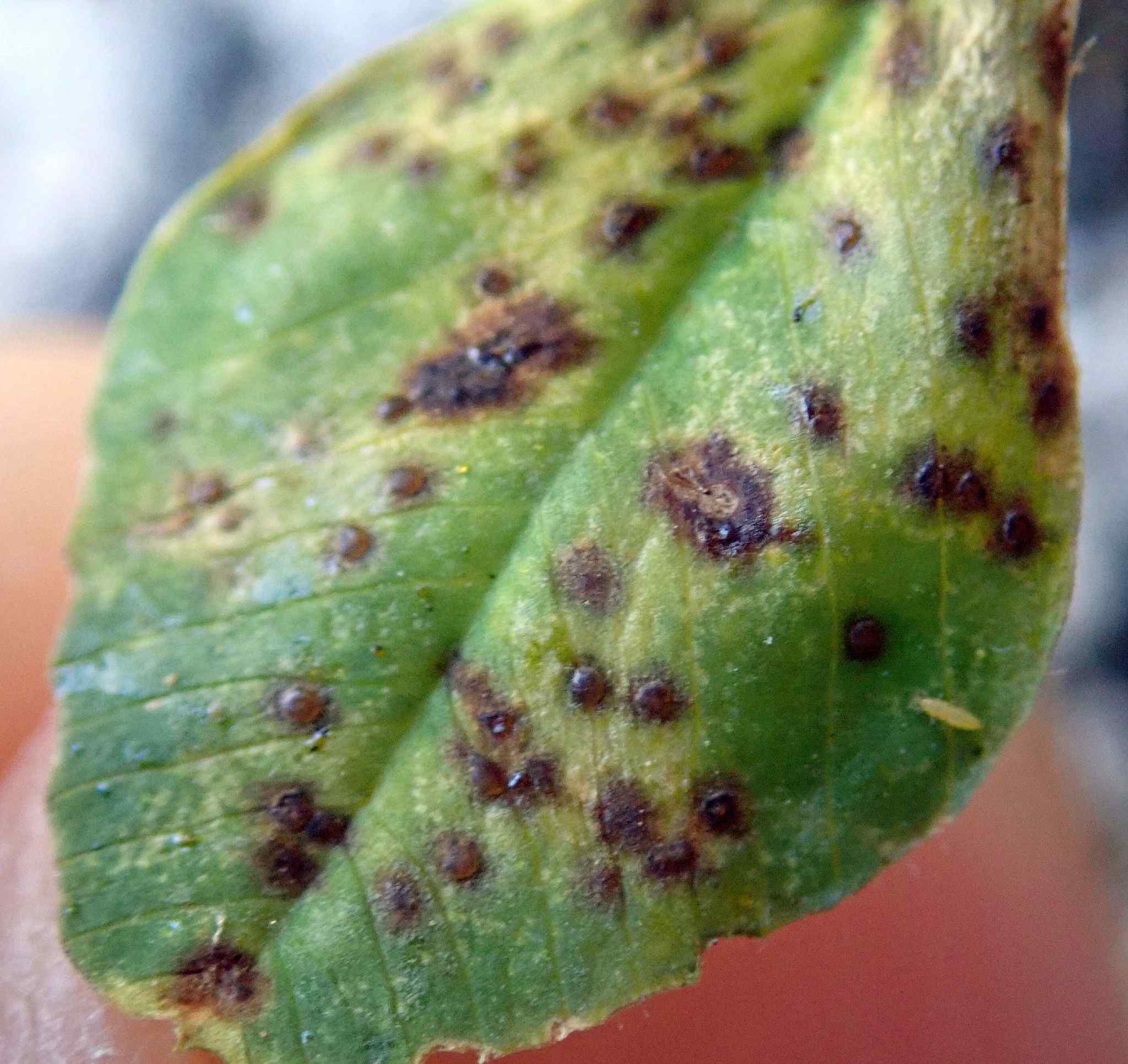 Uromyces striatus
