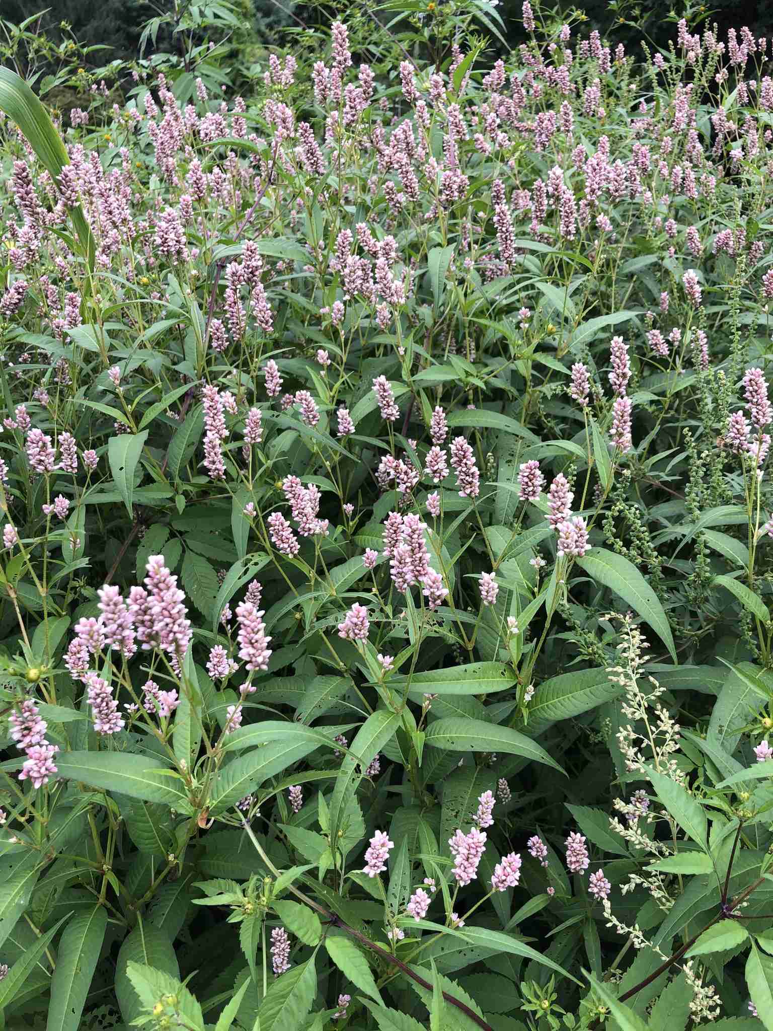 Persicaria pensylvanica