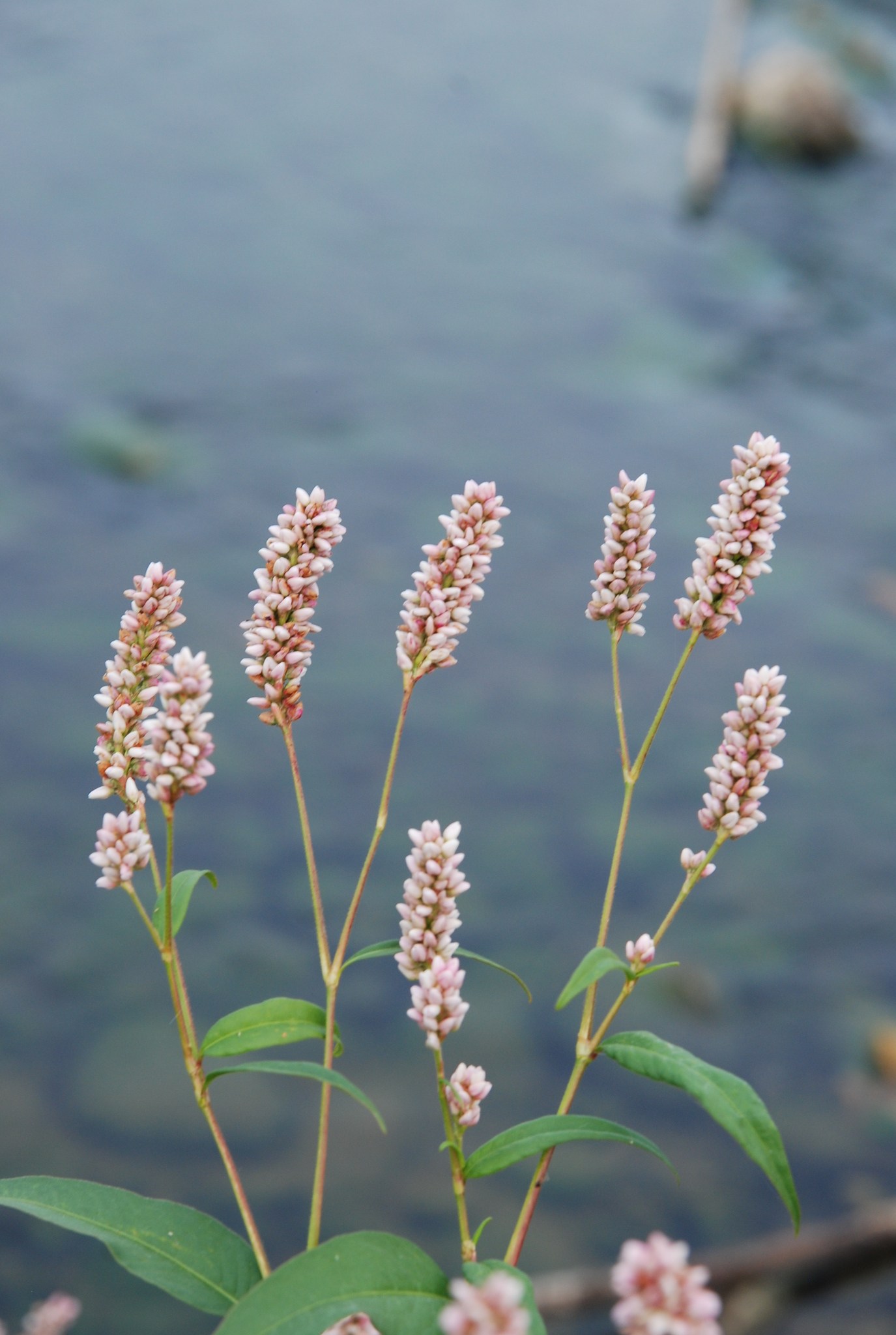 Persicaria pensylvanica