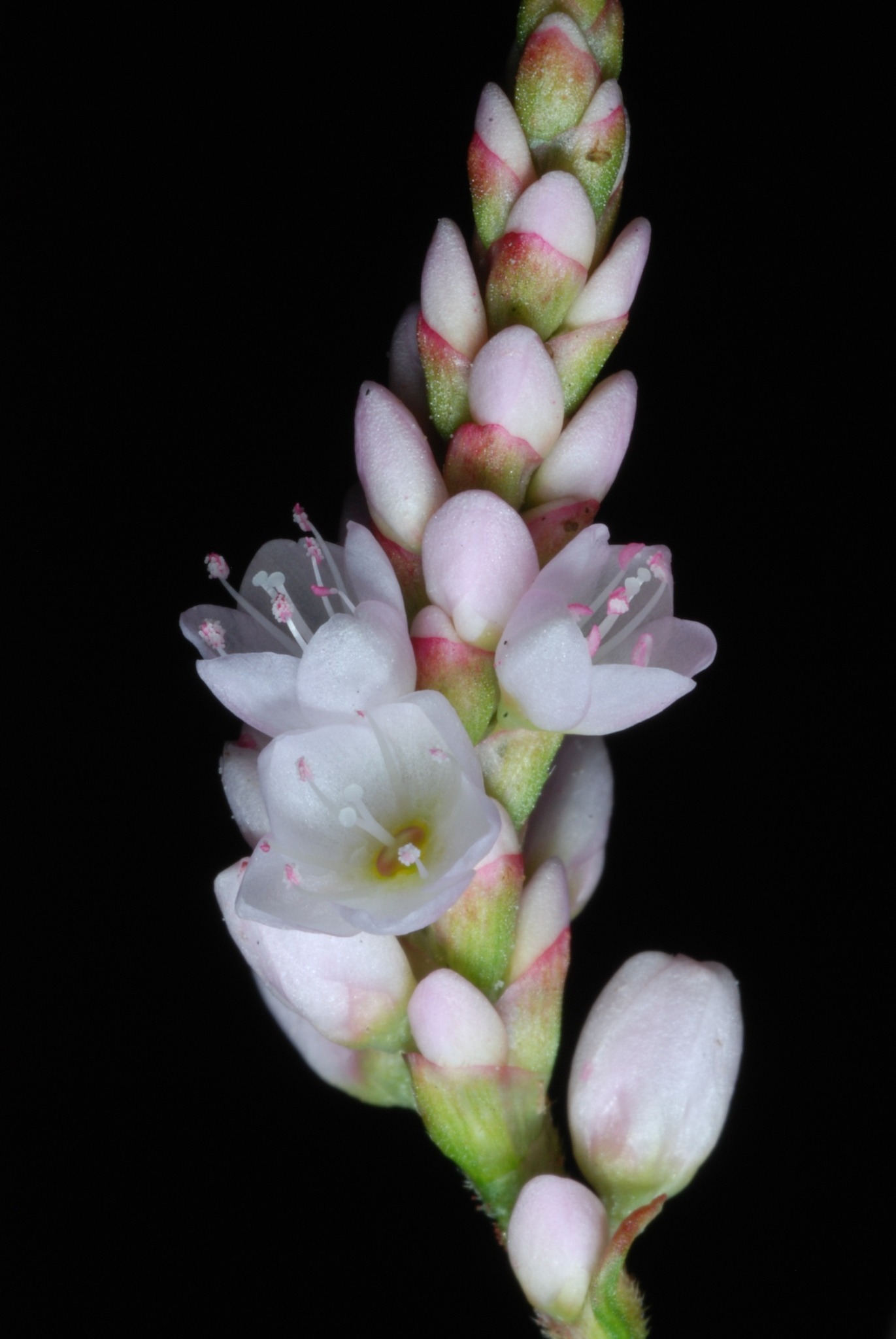 Persicaria pensylvanica