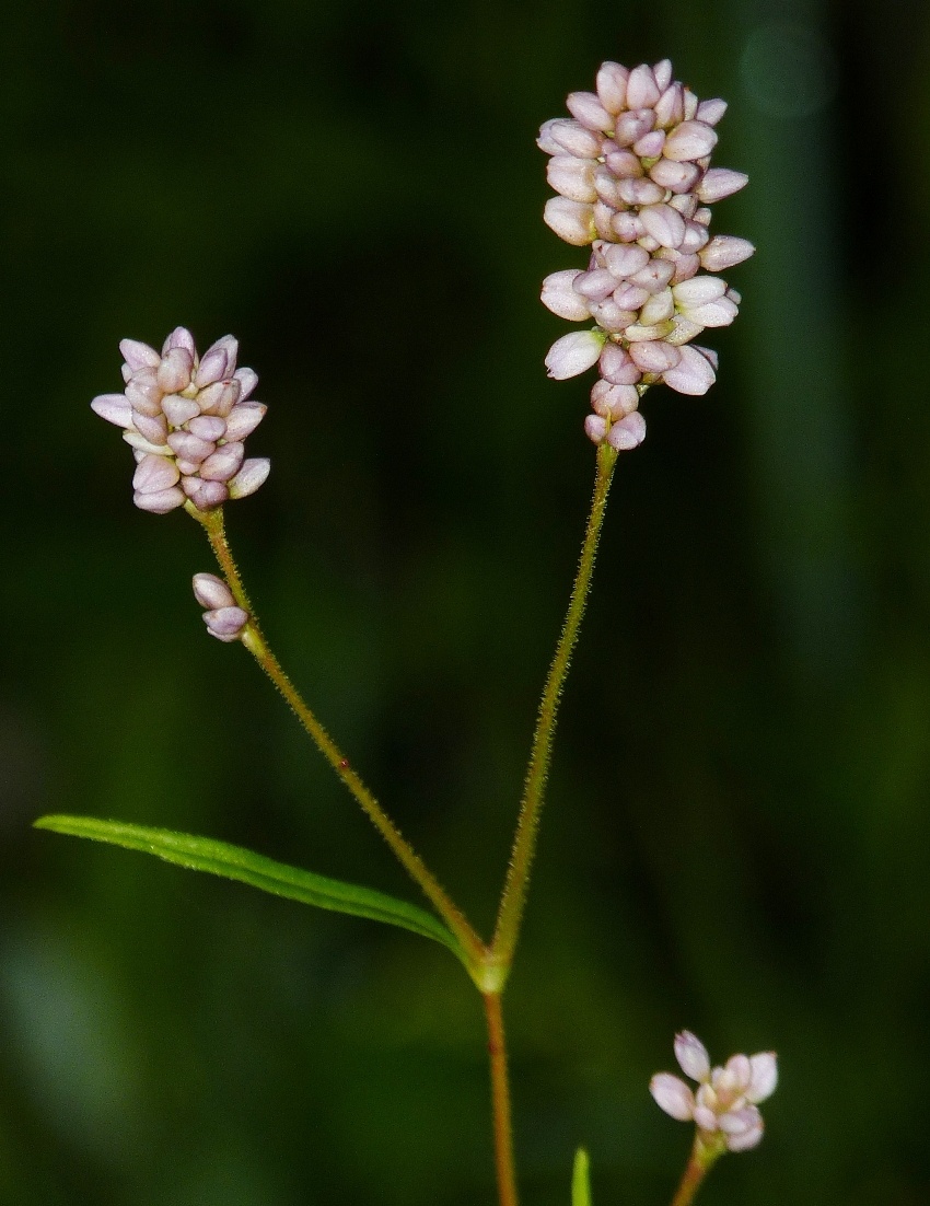Persicaria pensylvanica