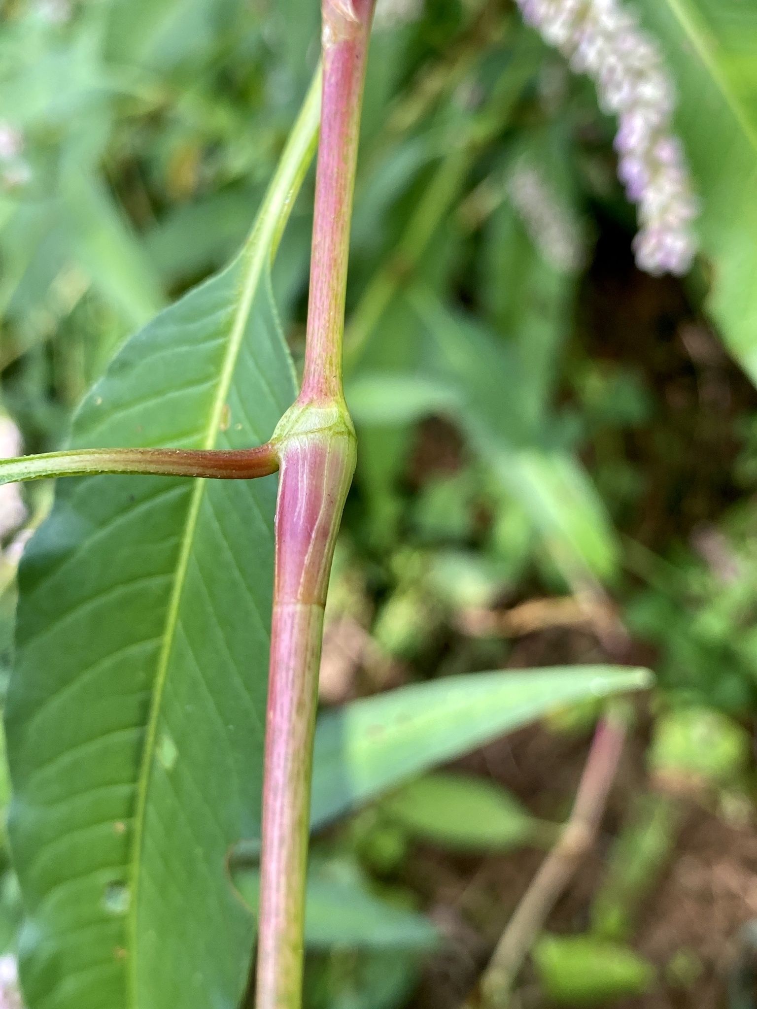 Persicaria pensylvanica