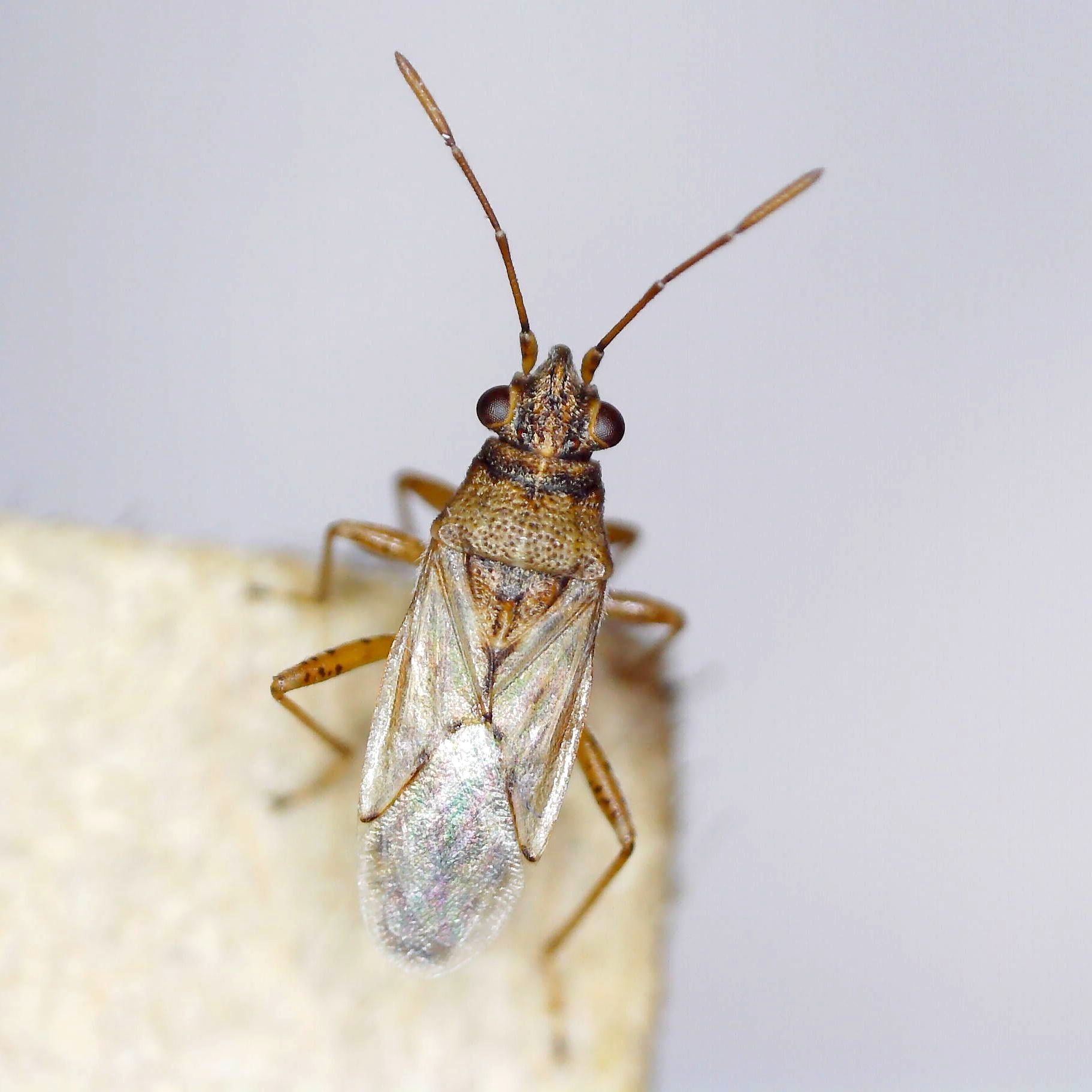 Nysius graminicola