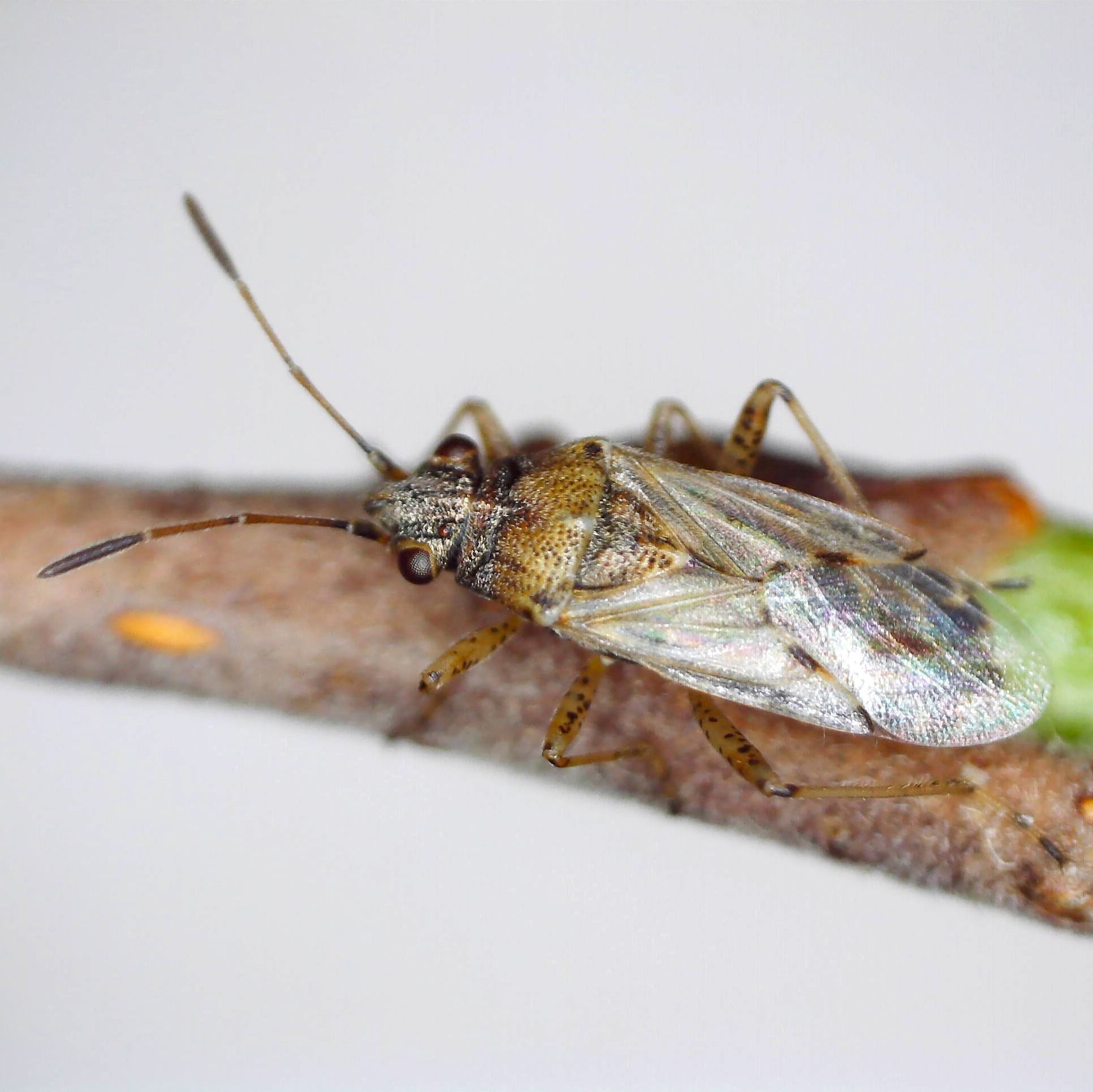 Nysius graminicola
