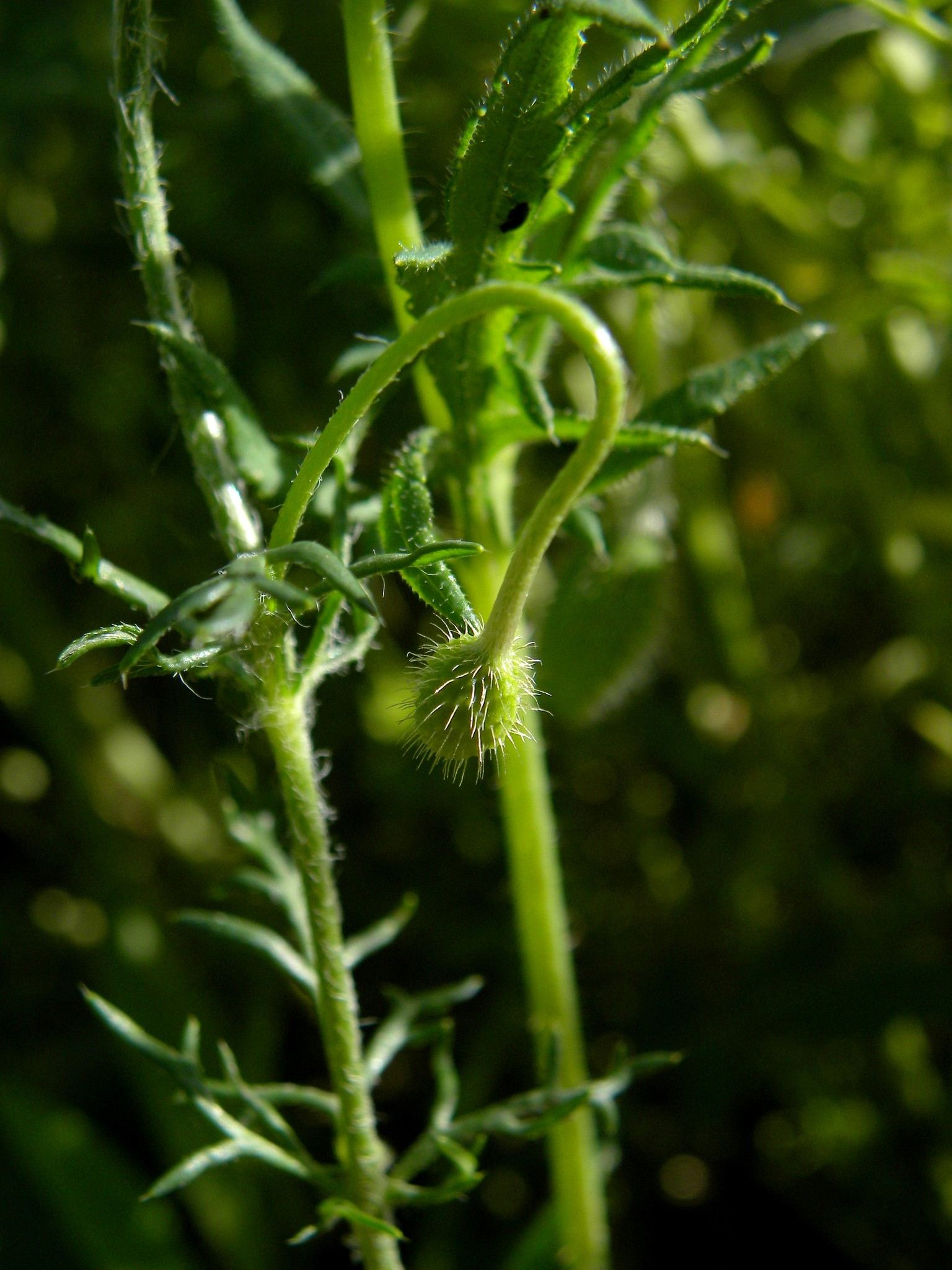 Papaver hybridum