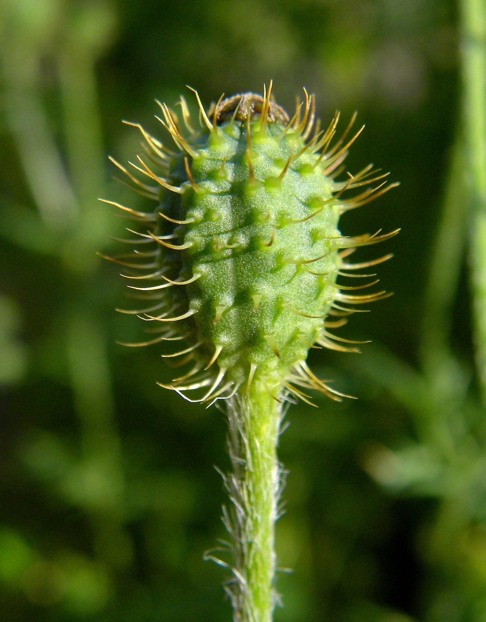 Papaver hybridum