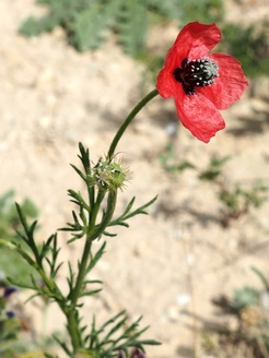 Papaver hybridum